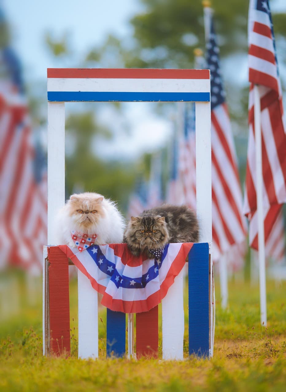 Keeping Pets Safe During July 4th Fireworks: Expert Tips for America's 250th