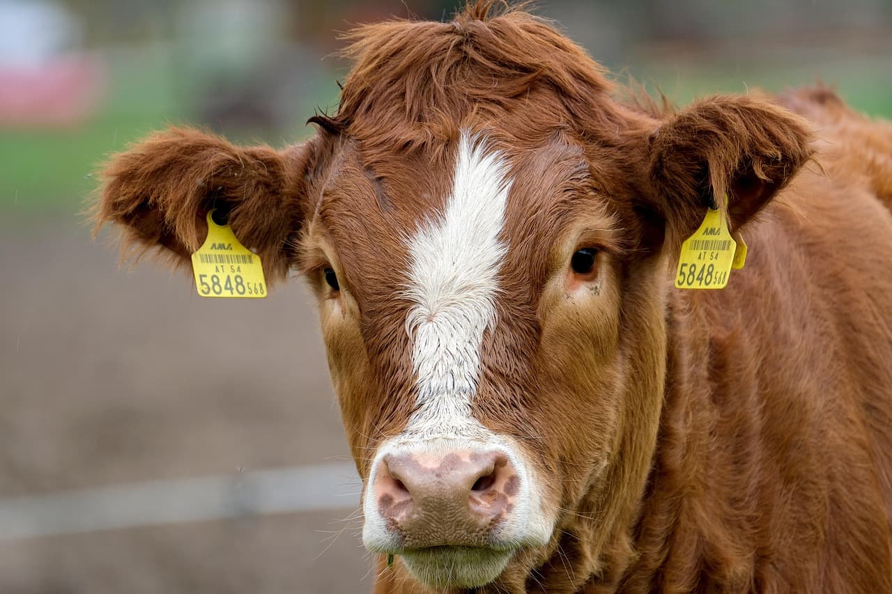 World Cup Beef Battle: Argentina vs. Texas Steak Showdown