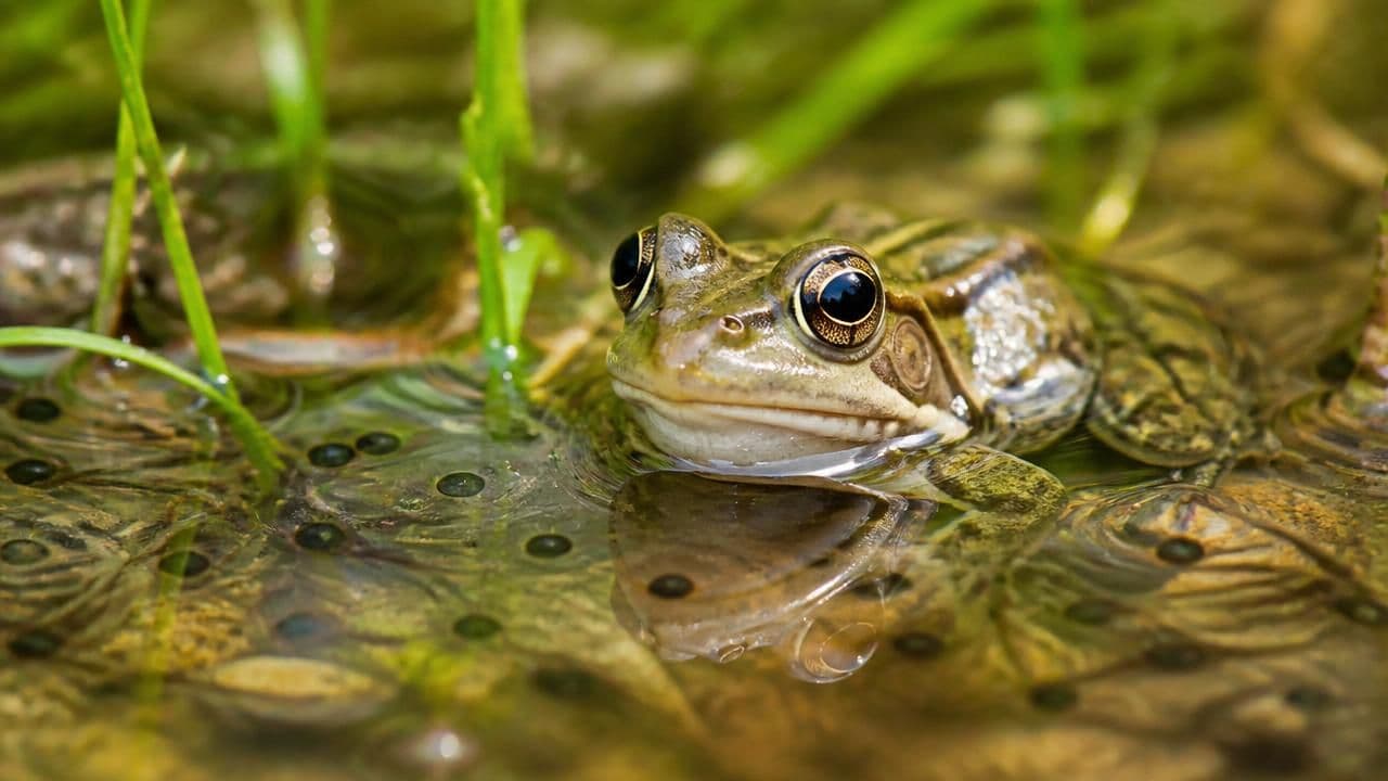From Tadpole Immunity to Sauna Therapy: New Hope in Fight Against Deadly Frog Fungus