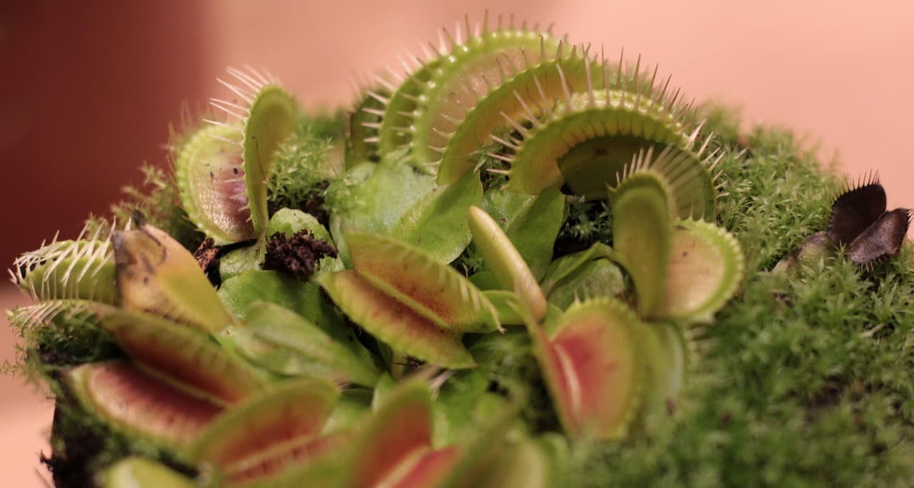 Flesh-Eating Screwworms Reemerge in US: First Human Case Confirmed, Cattle at Risk