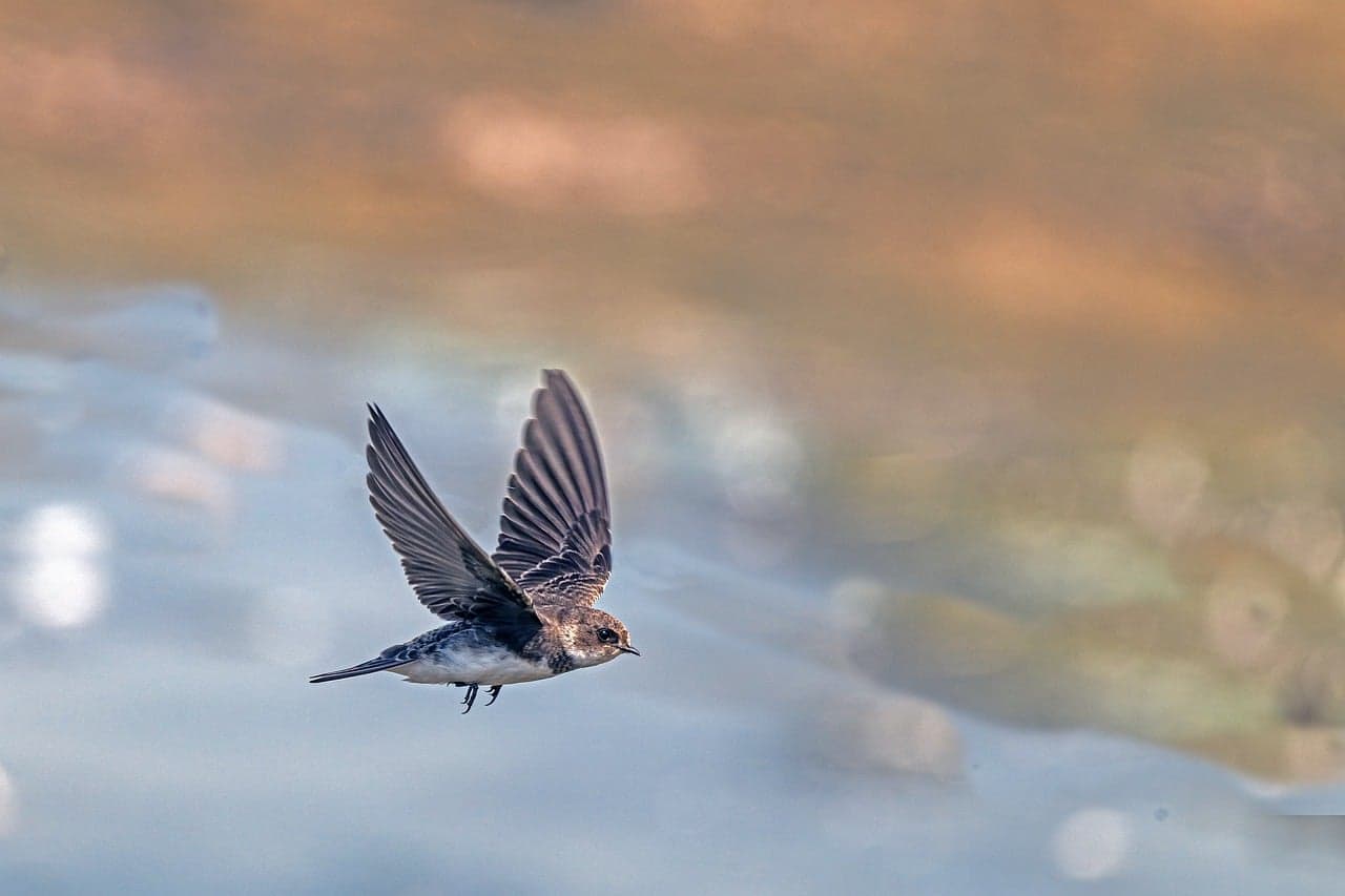 Weekend Digest: Swift, Sports Rule Changes, a Chilean Air Disaster, and Gay Talese on the News