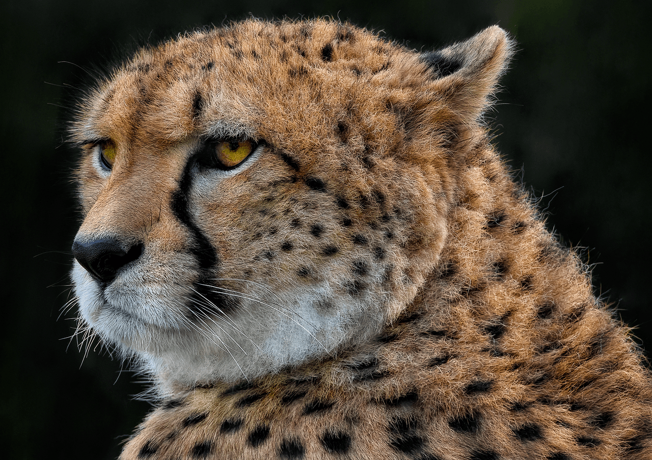 American 'Cheetah' Was a Fish-Eating Puma Relative, Fossils Reveal