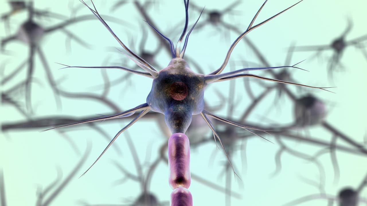 Immature Brain Cells and Protective Protein Offer New Clues to Alzheimer’s Resilience