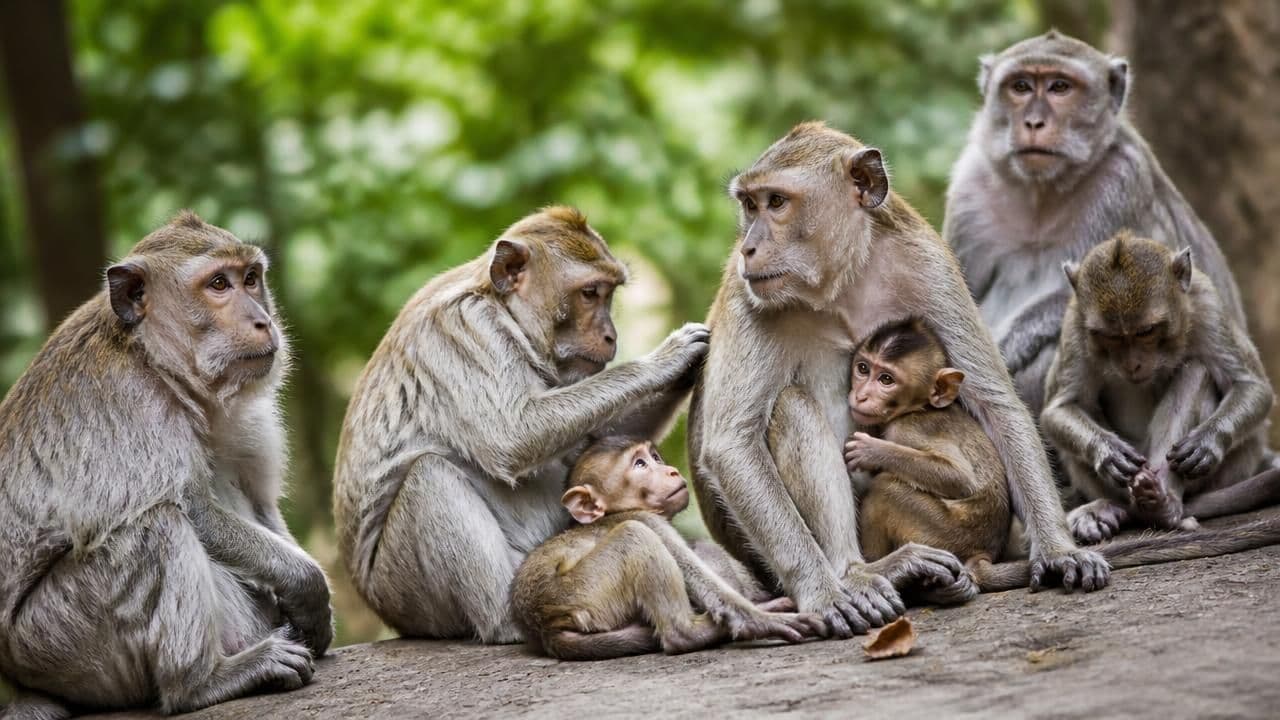 Study of 100 Primate Species Challenges Idea That Humans Are Hardwired for Violence